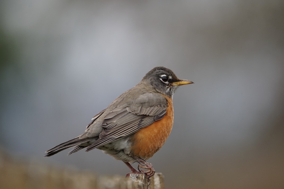 American Robin - ML512805641