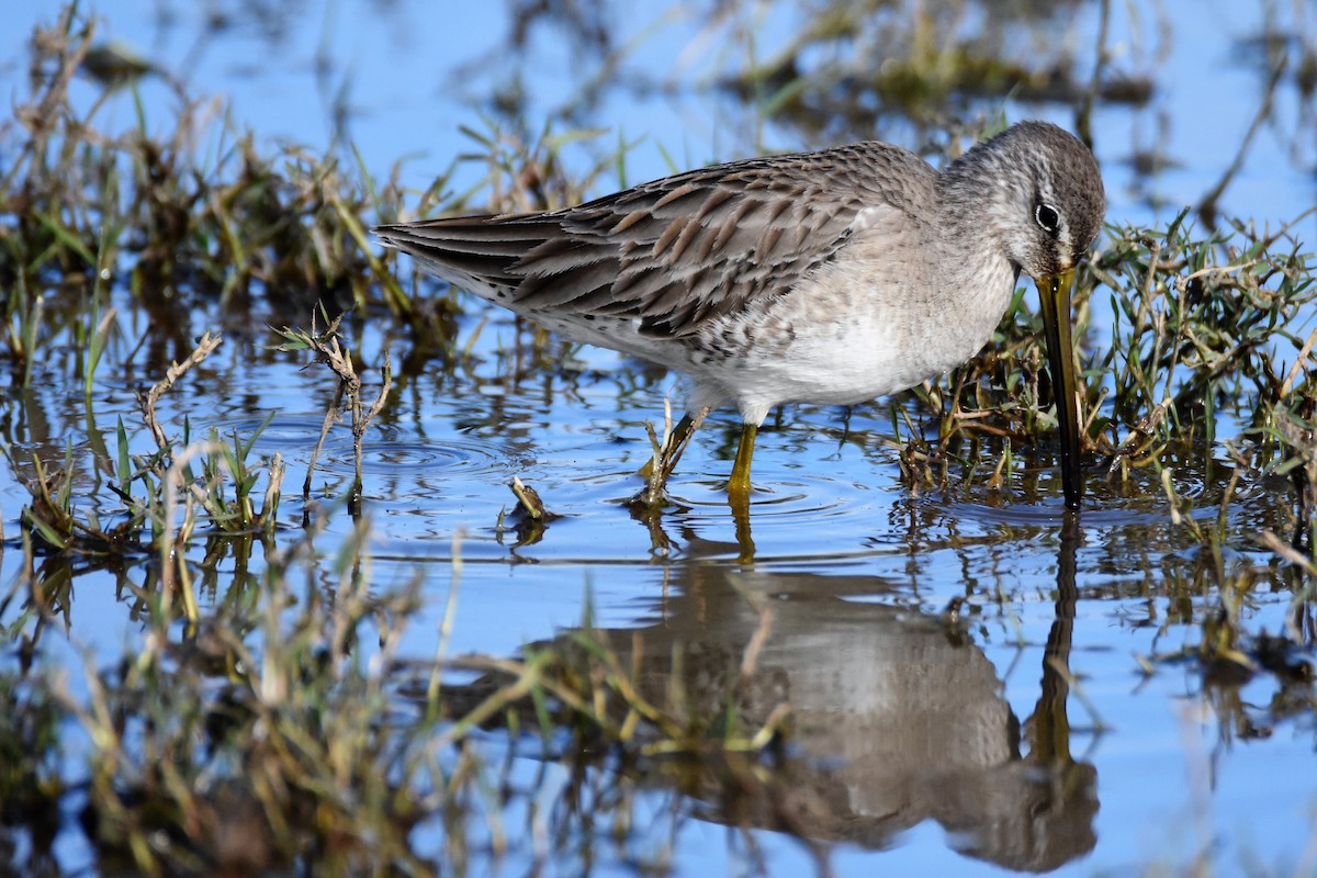 Short-billed Dowitcher - ML51280641