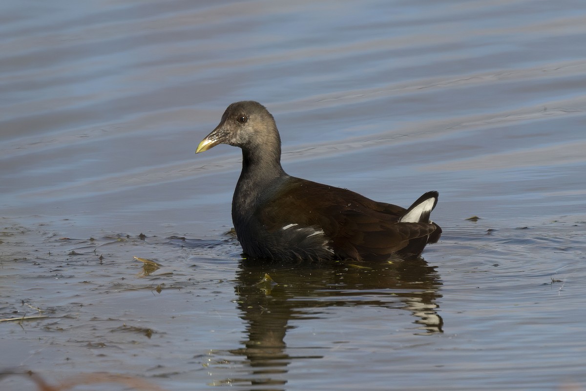 Common Gallinule - Mike  Jones