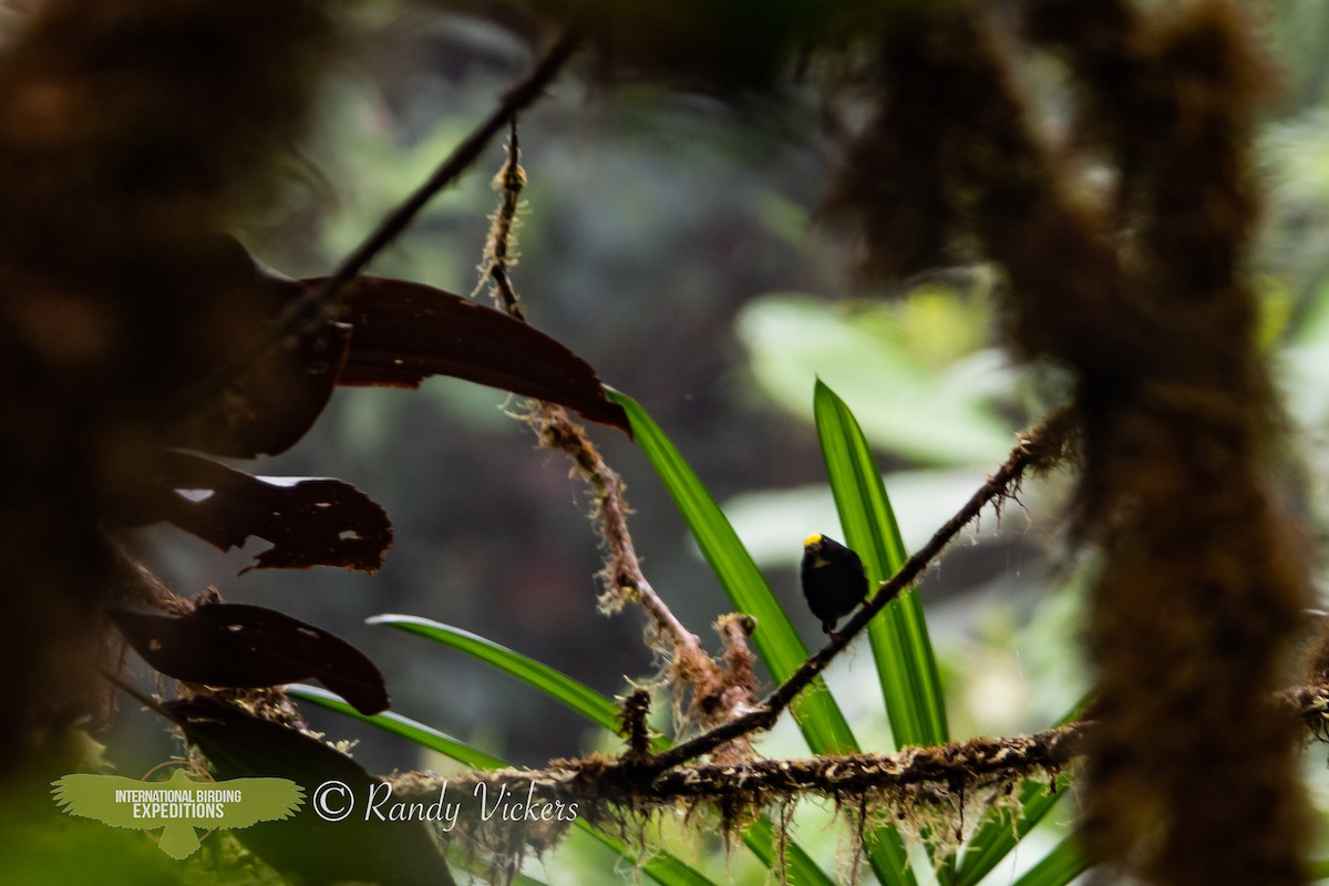 Golden-winged Manakin - ML512807871