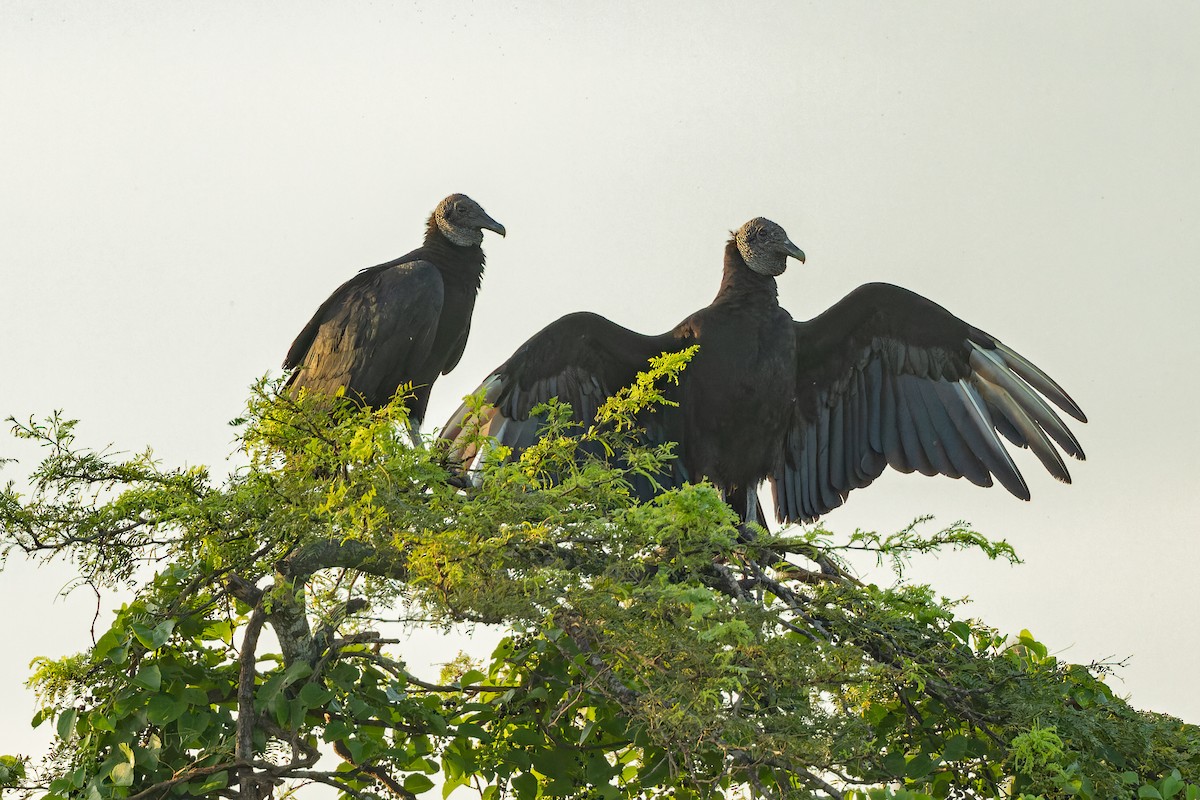 Black Vulture - ML512808131