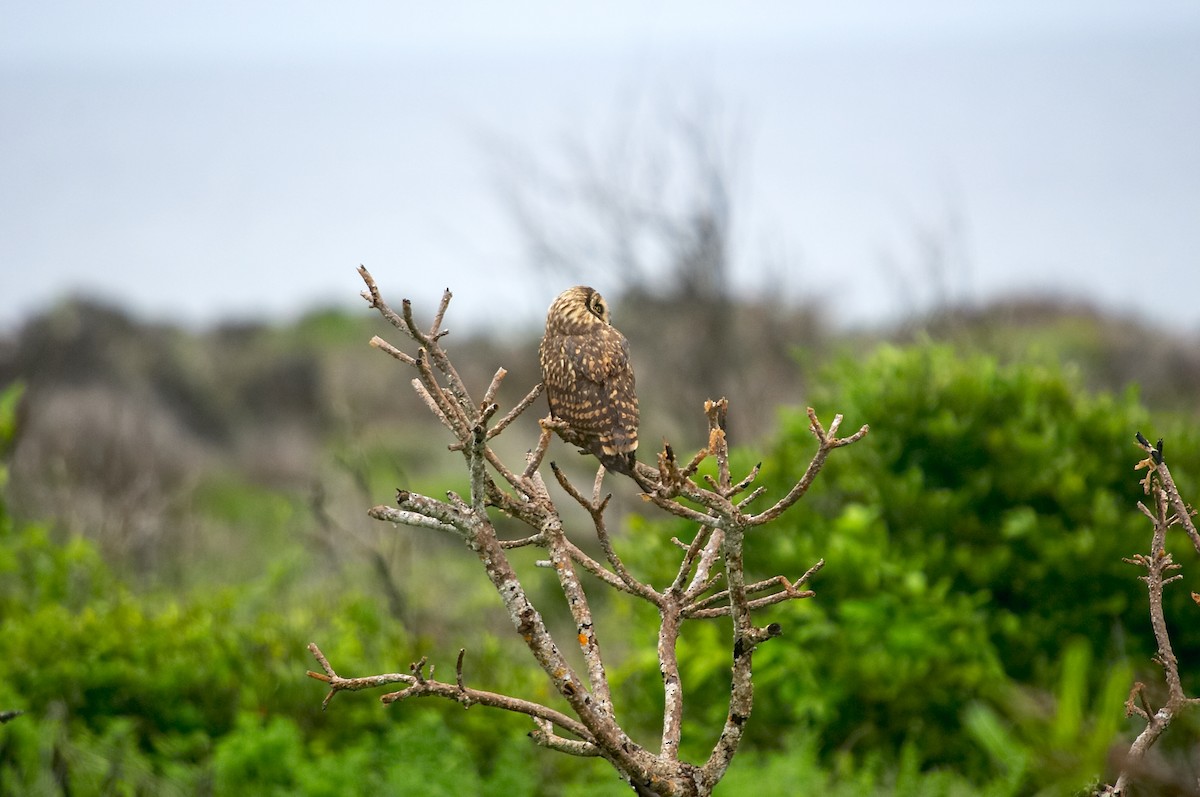 Short-eared Owl - ML512808631