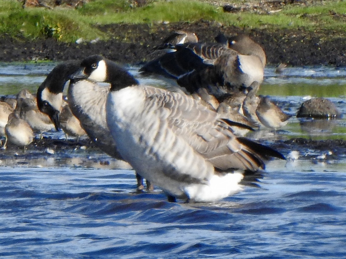 シジュウカラガン（hutchinsii） - ML512808991