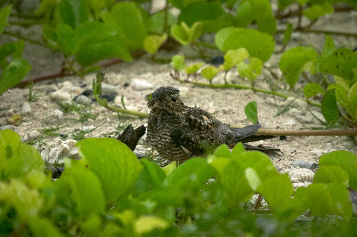 Antillean Nighthawk - ML512809411