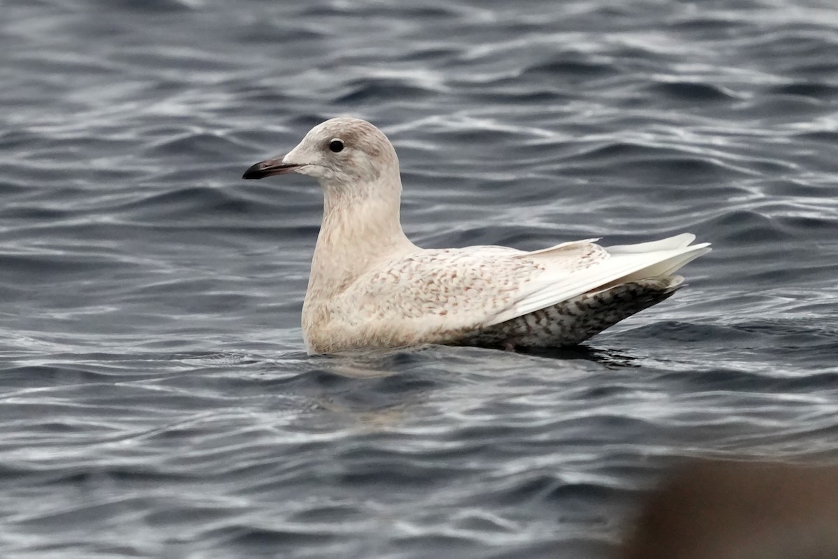 Iceland Gull - Daniel López-Velasco | Ornis Birding Expeditions