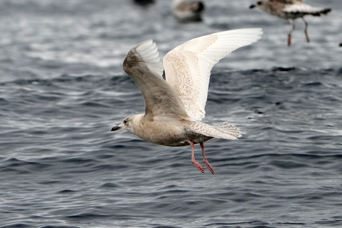 Iceland Gull - Daniel López-Velasco | Ornis Birding Expeditions