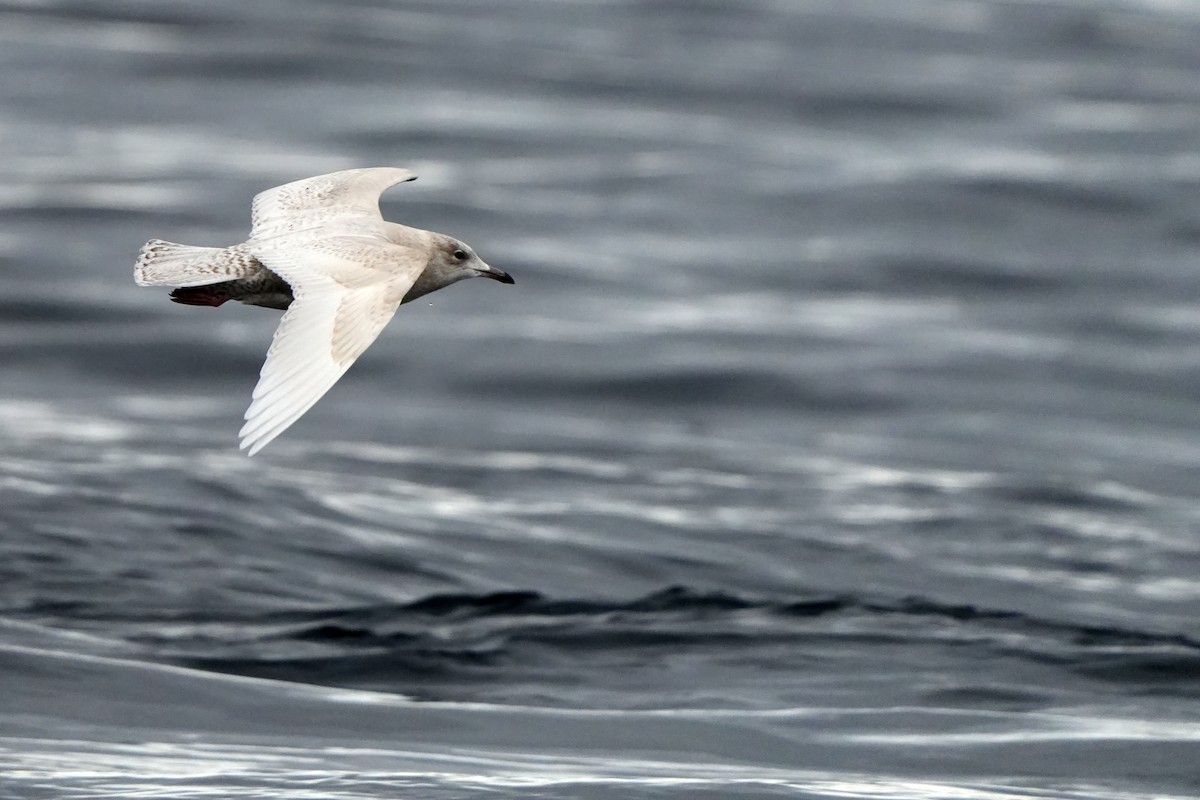 Iceland Gull - Daniel López-Velasco | Ornis Birding Expeditions