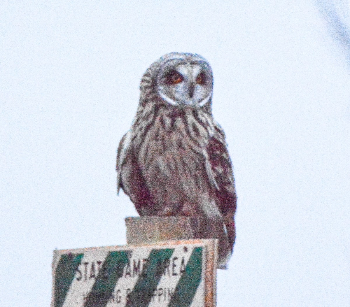 Short-eared Owl - ML512813711