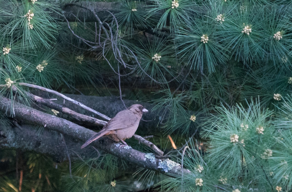 Abert's Towhee - ML512814641
