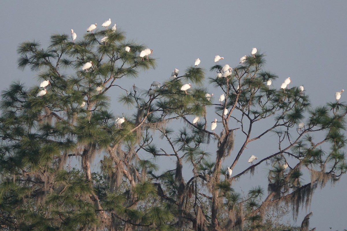 White Ibis - ML512814881