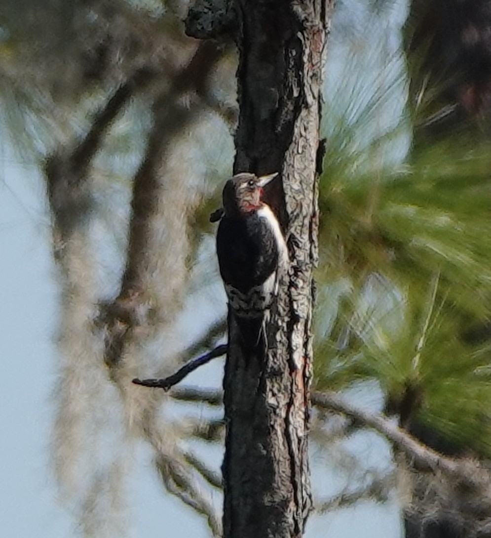 Red-headed Woodpecker - ML512815071