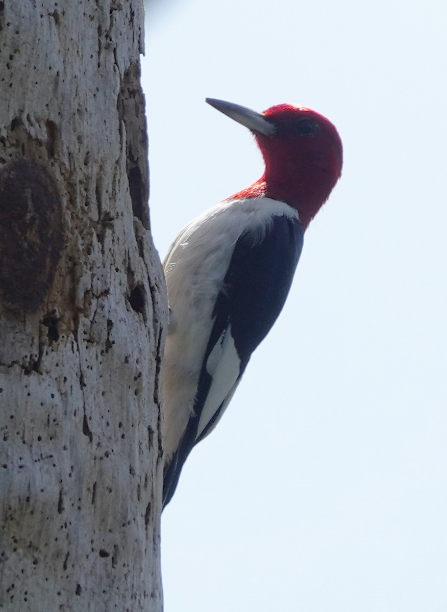 Red-headed Woodpecker - ML512815081