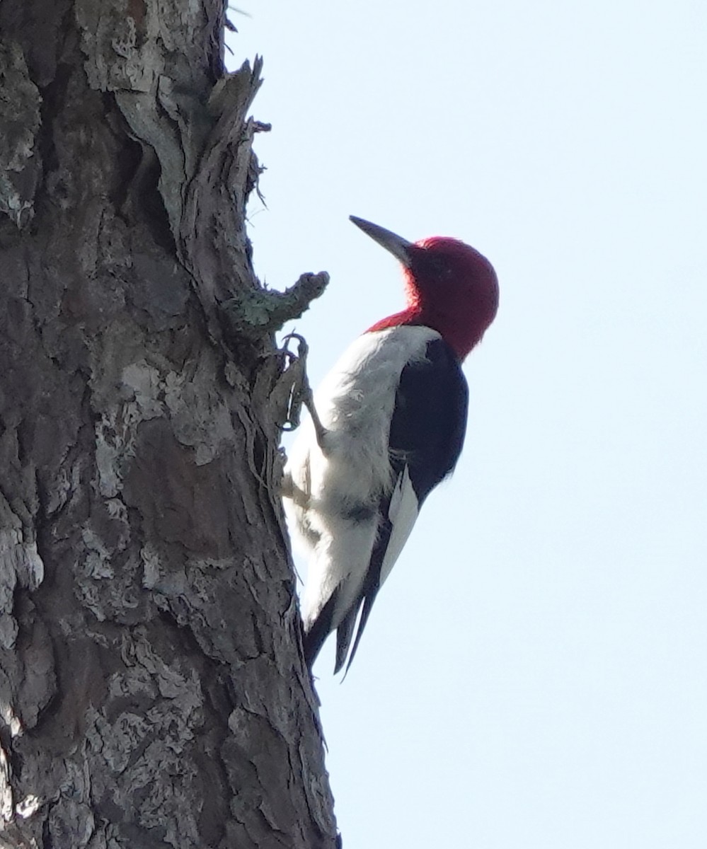 Red-headed Woodpecker - ML512815091