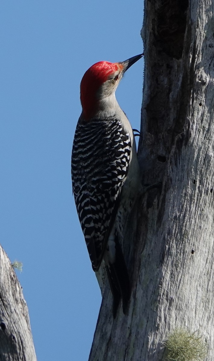 Red-bellied Woodpecker - ML512815141