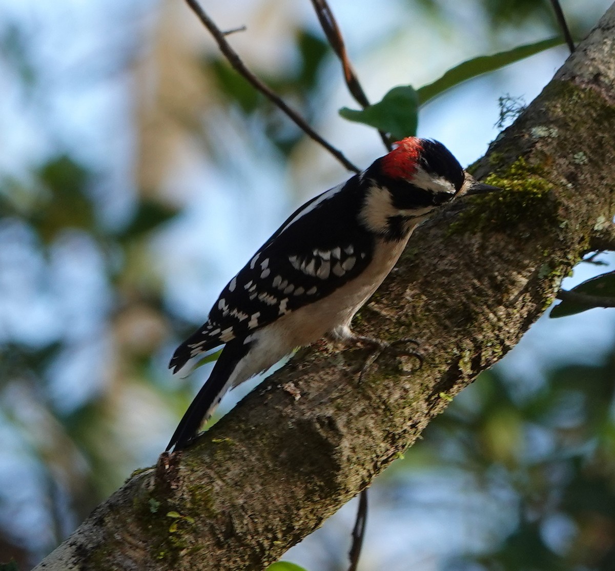 Downy Woodpecker - ML512815151