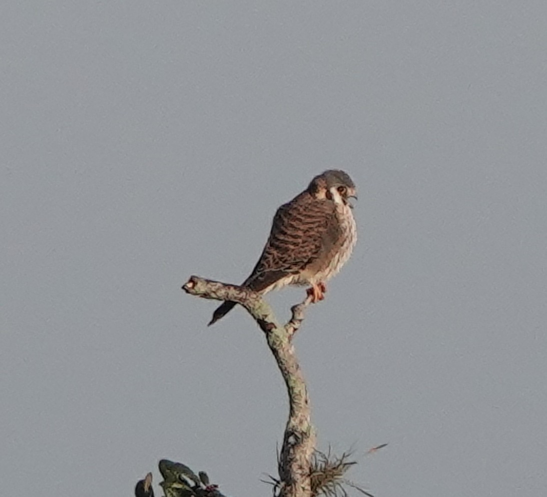 American Kestrel - ML512815181