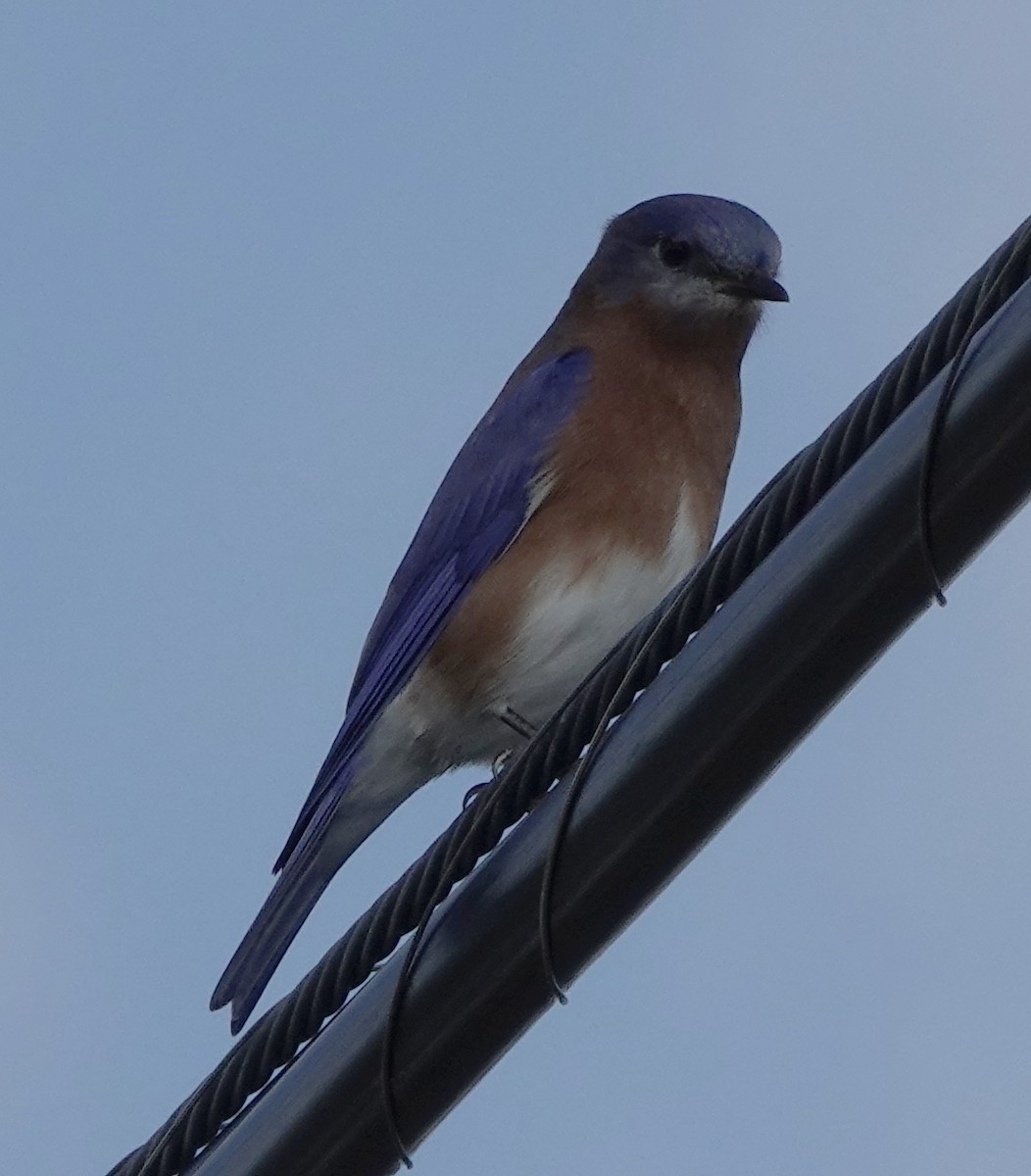 Eastern Bluebird - Lilian Saul