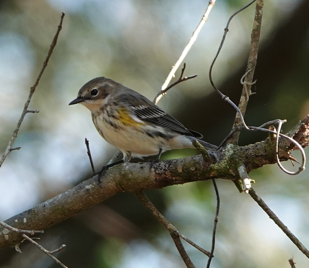 Yellow-rumped Warbler - ML512815521