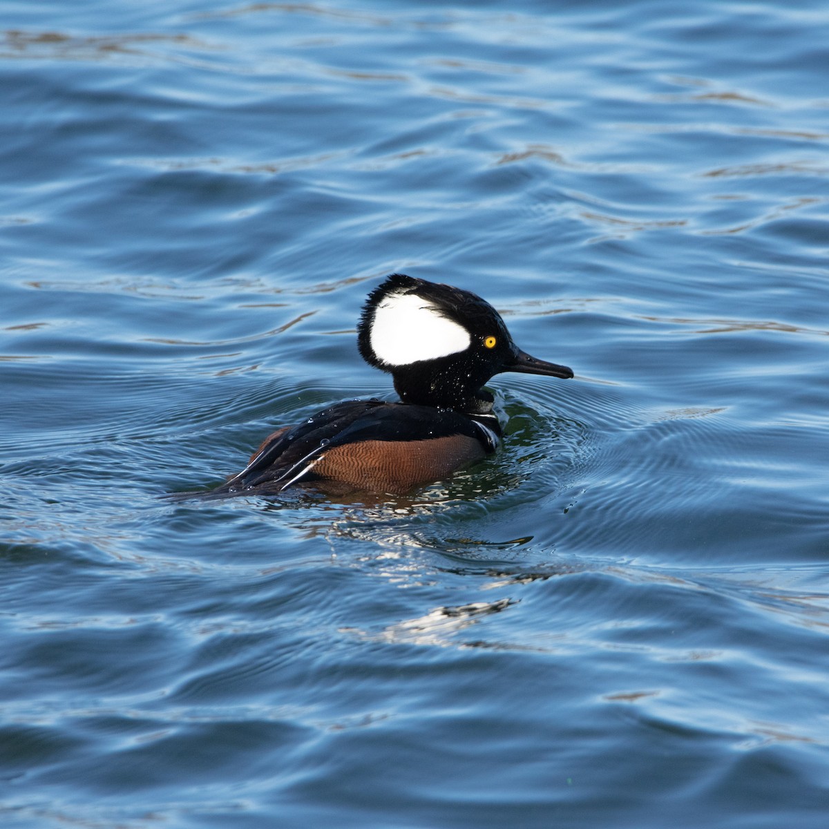 Hooded Merganser - ML512815861