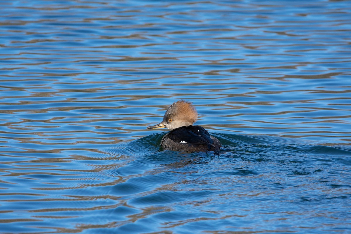 Hooded Merganser - ML512816021