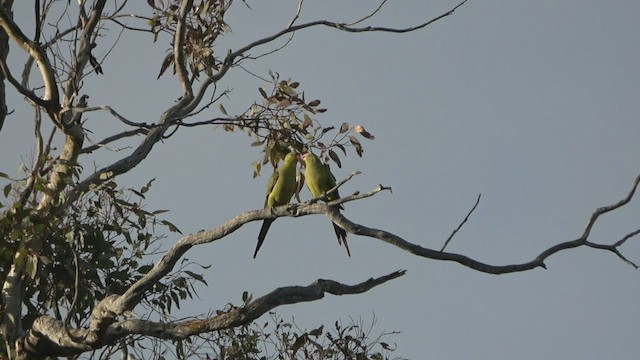 Regent Parrot - ML512816041