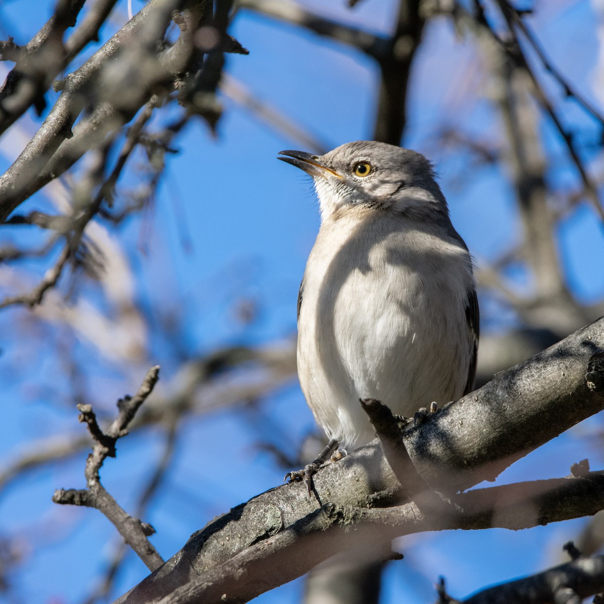 Northern Mockingbird - Chris Camarote