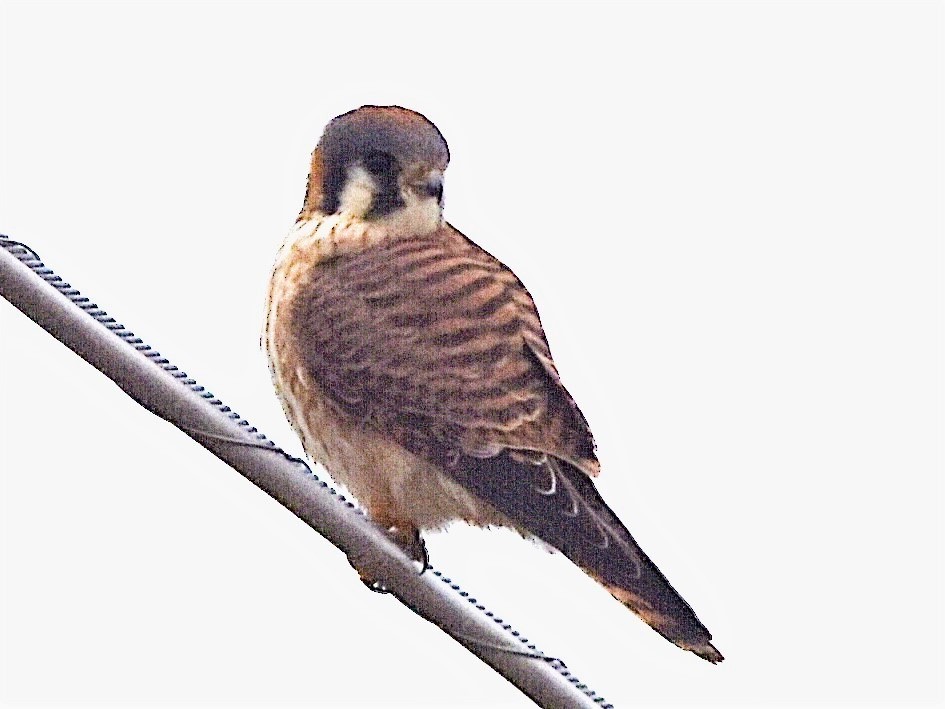 American Kestrel - Jason C. Martin