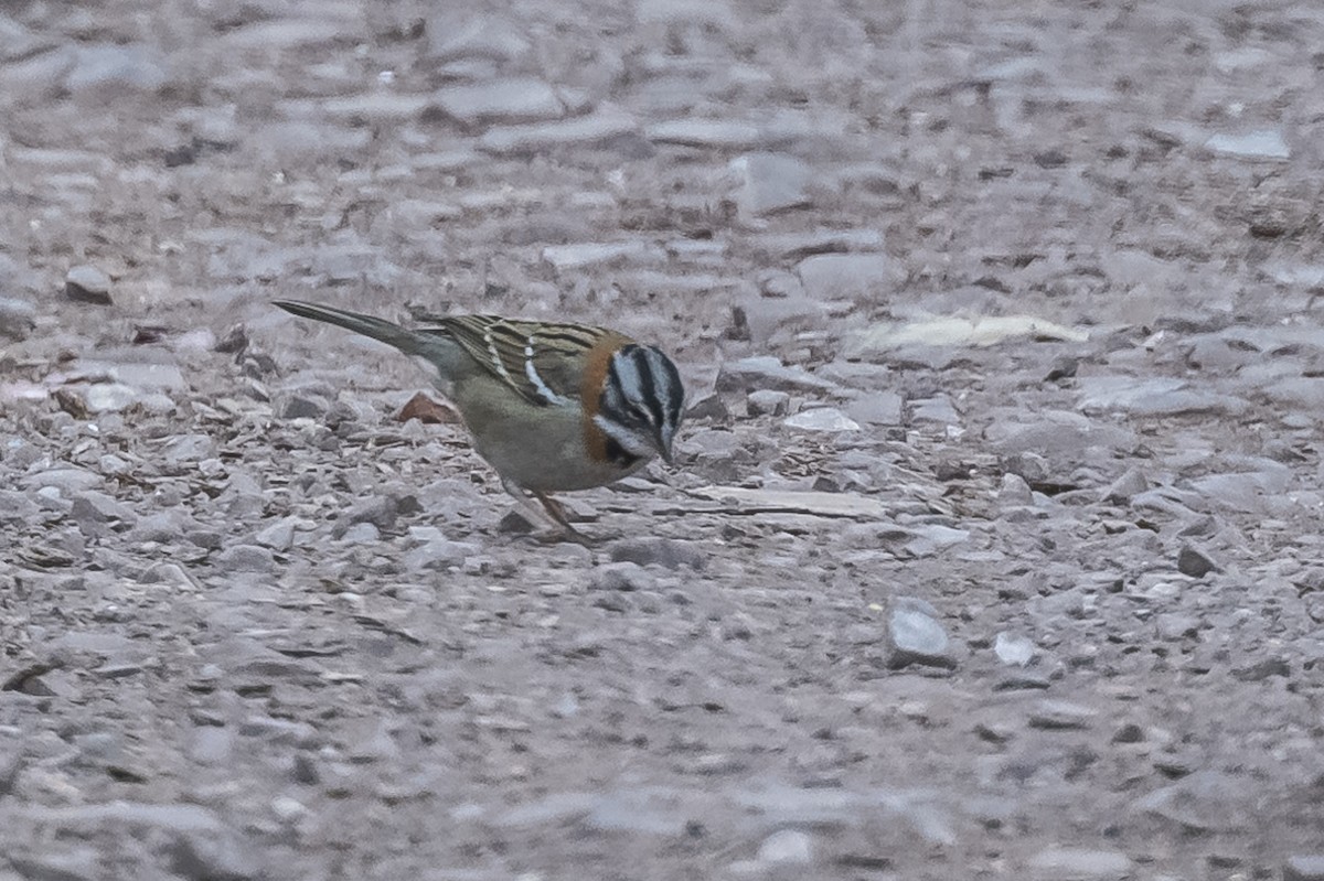 Rufous-collared Sparrow - ML512816611