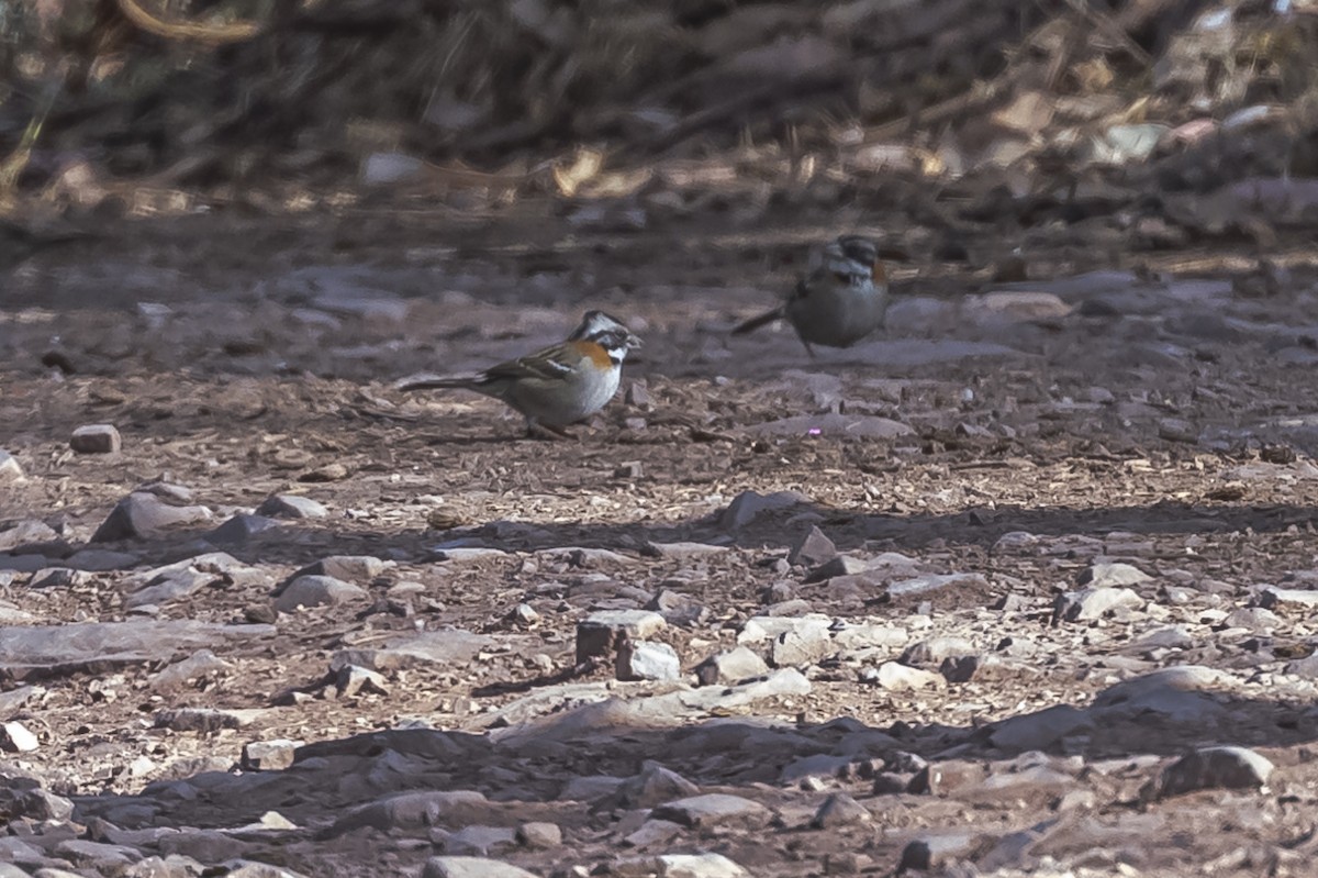 Rufous-collared Sparrow - ML512816621