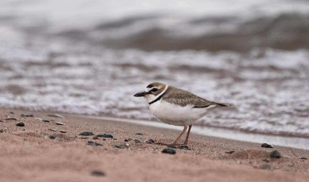 Kıyı Cılıbıtı - ML512816661