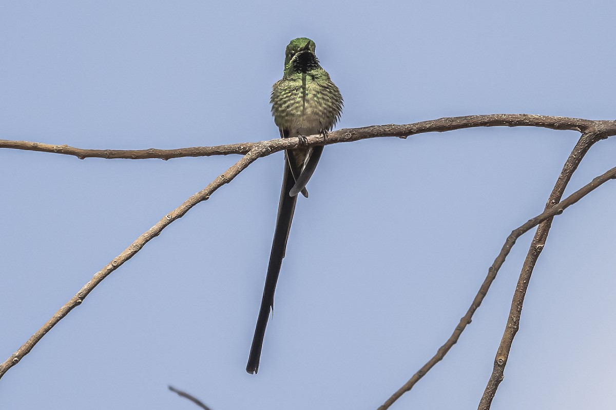 Black-tailed Trainbearer - Amed Hernández