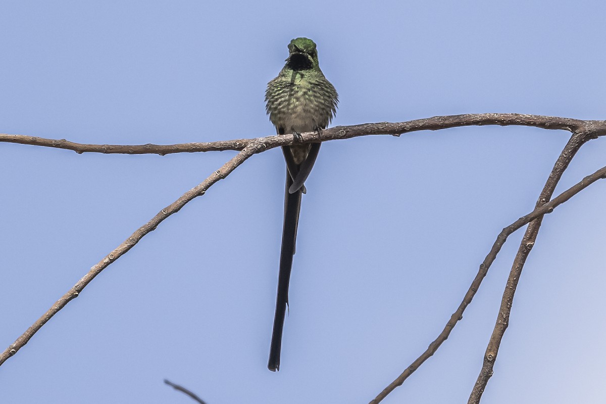 Black-tailed Trainbearer - Amed Hernández