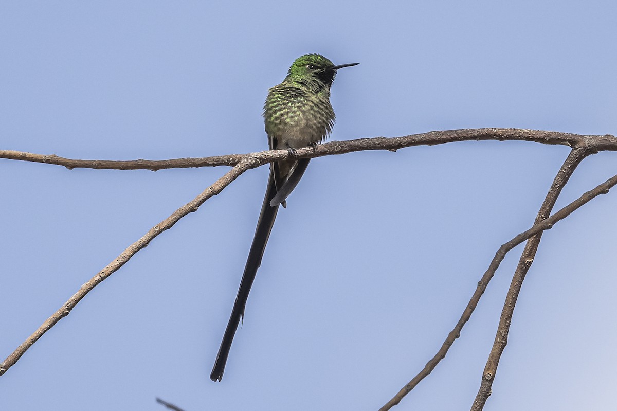 Black-tailed Trainbearer - Amed Hernández