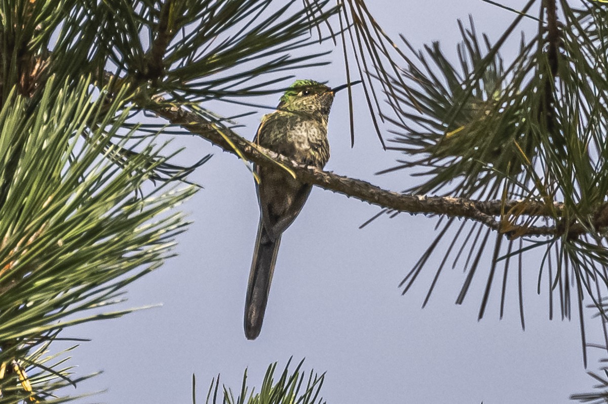 Green-tailed Trainbearer - Amed Hernández