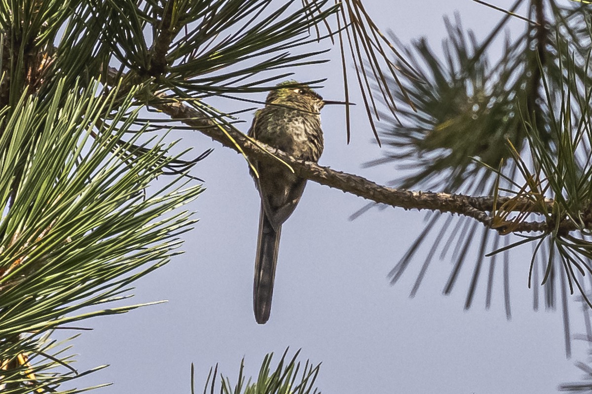 Green-tailed Trainbearer - ML512817181