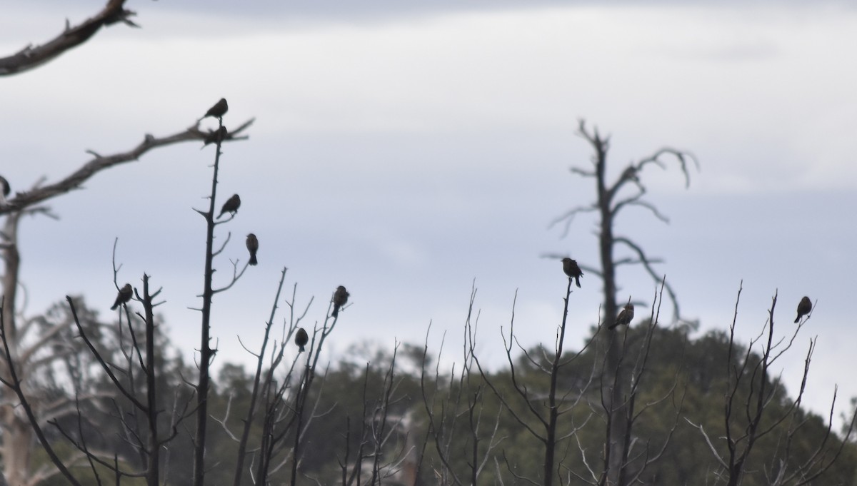 Red-winged Blackbird - ML512817221