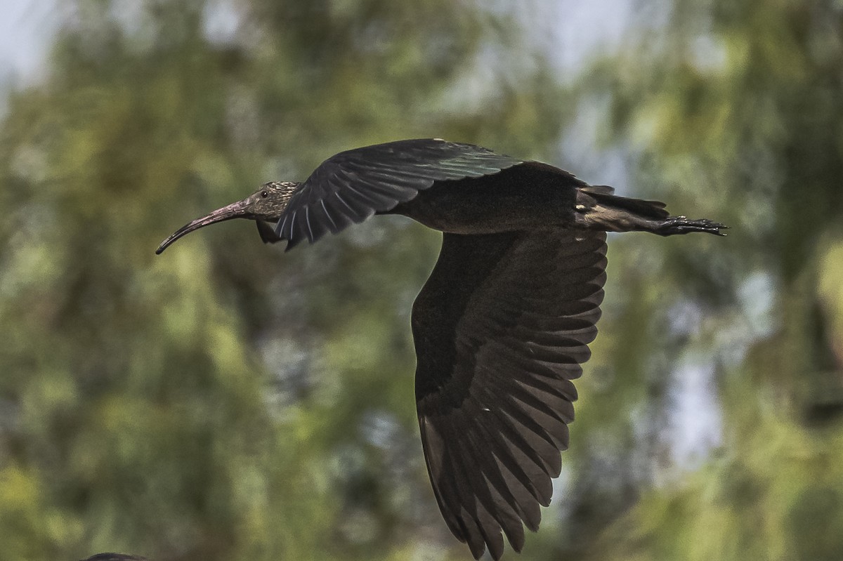 ibis andský - ML512817441