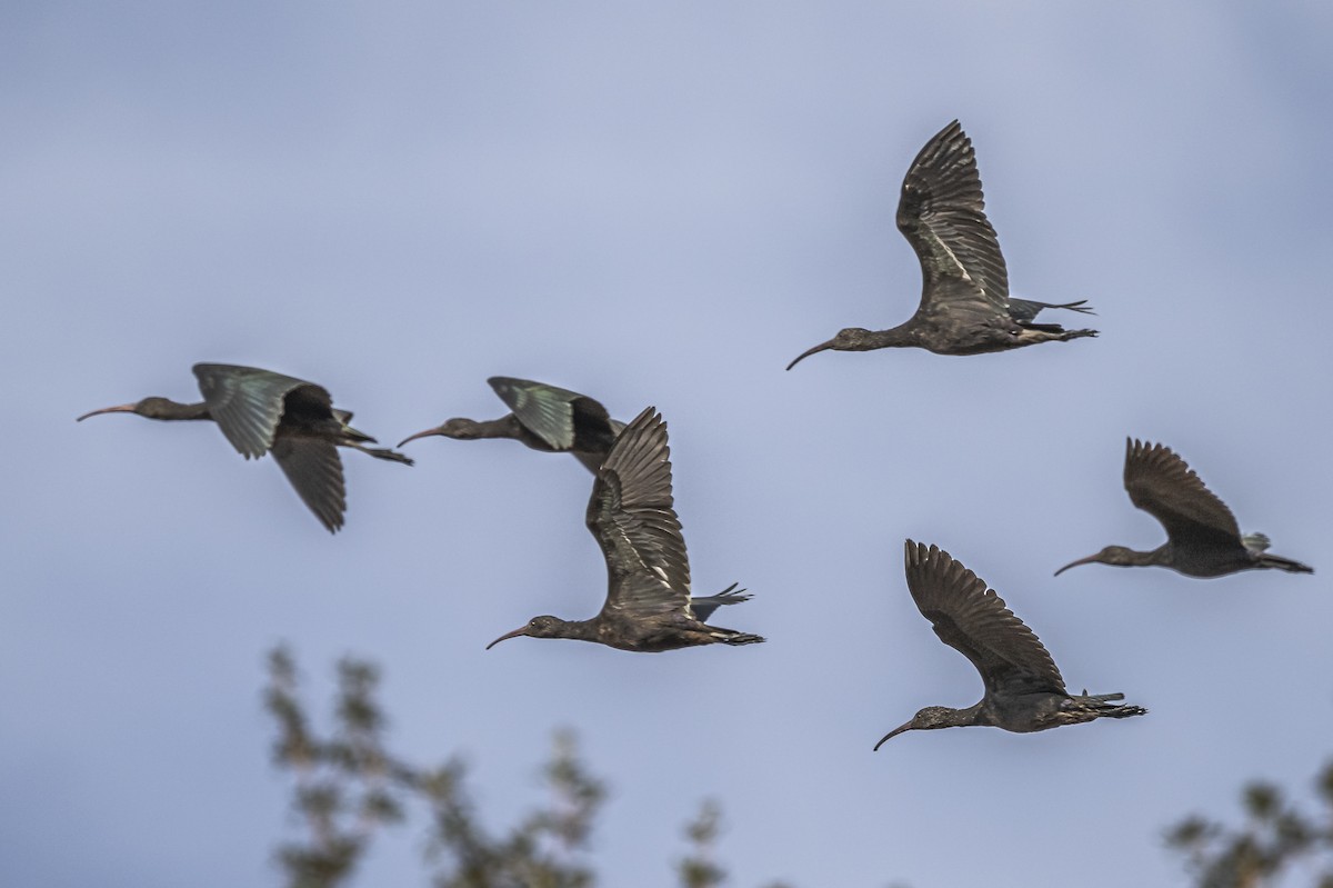 Puna Ibis - Amed Hernández