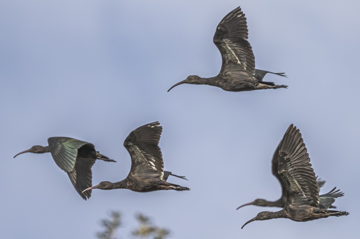 ibis andský - ML512817461