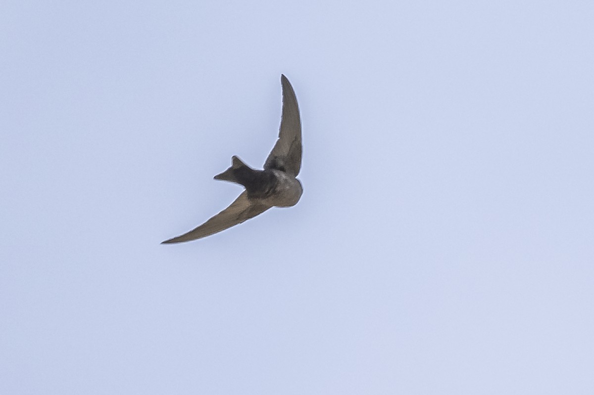 Brown-bellied Swallow - ML512817551