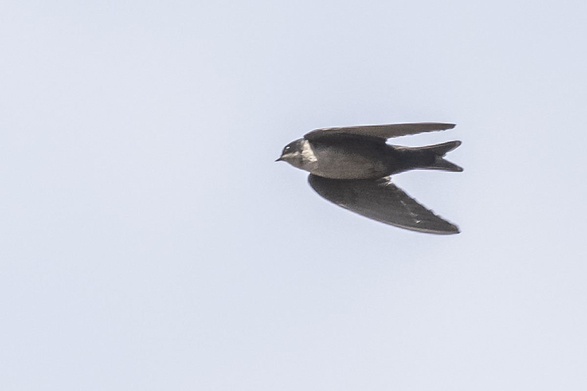 Brown-bellied Swallow - ML512817561