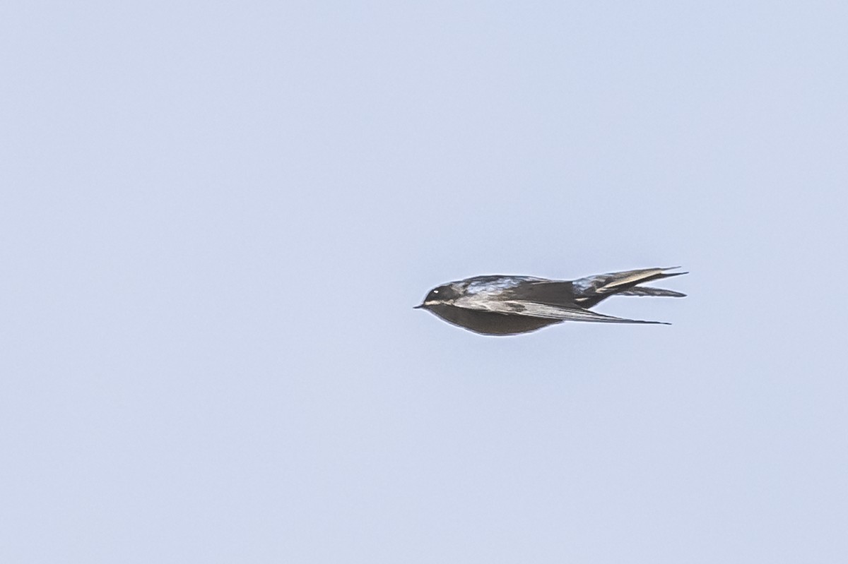 Brown-bellied Swallow - ML512817571
