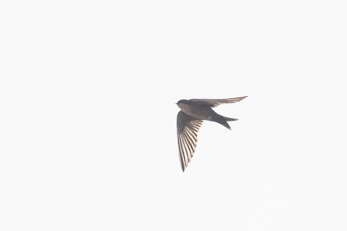 Brown-bellied Swallow - ML512817581