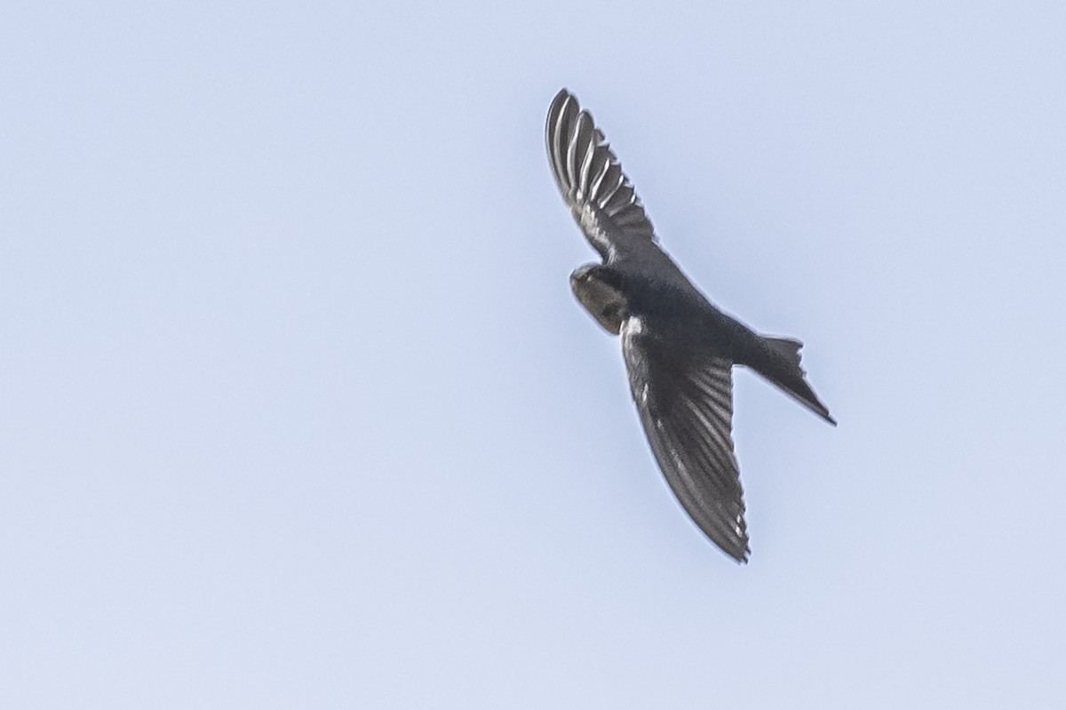 Brown-bellied Swallow - ML512817591