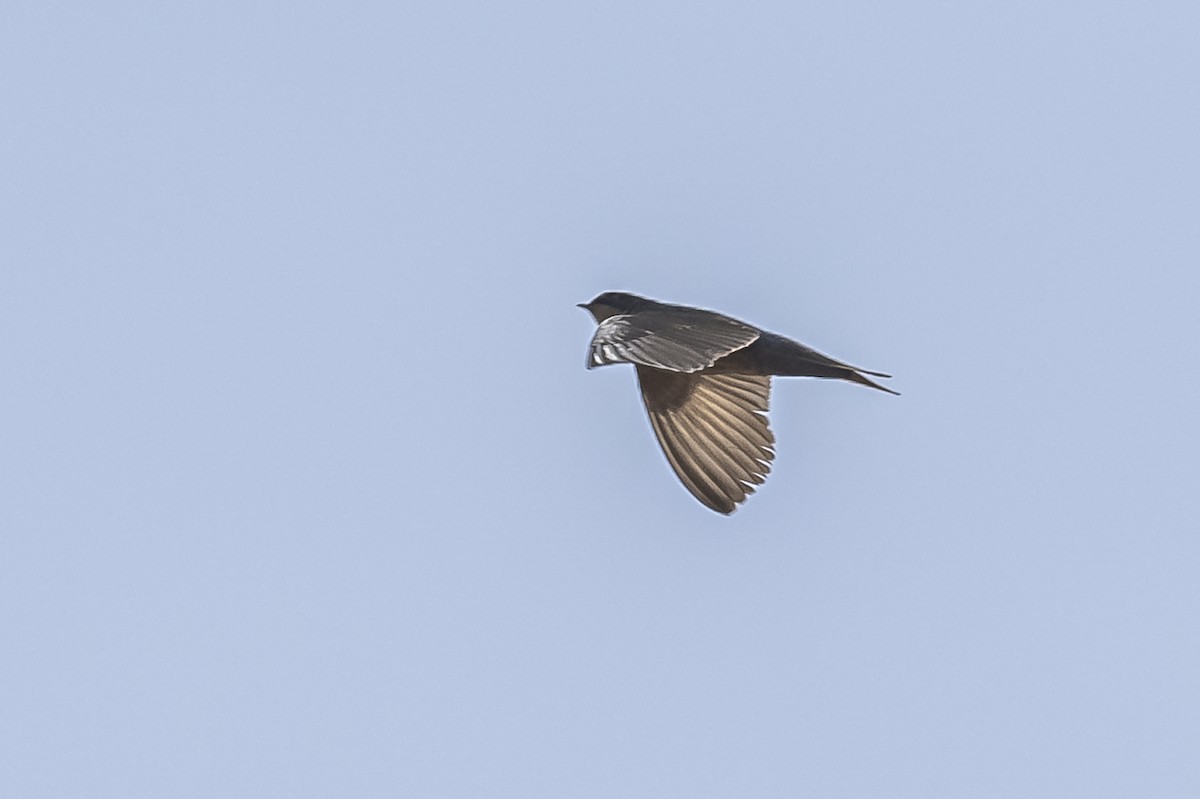 Brown-bellied Swallow - ML512817601
