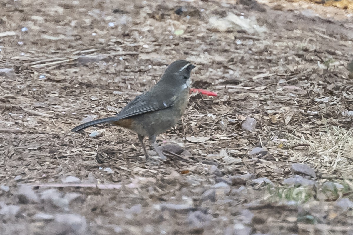 Chestnut-breasted Mountain Finch - Amed Hernández