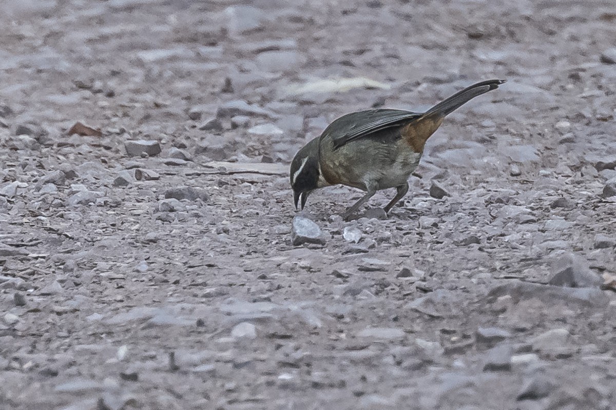 Chestnut-breasted Mountain Finch - Amed Hernández