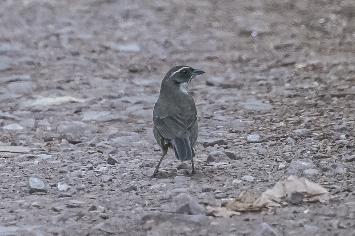 Chestnut-breasted Mountain Finch - Amed Hernández