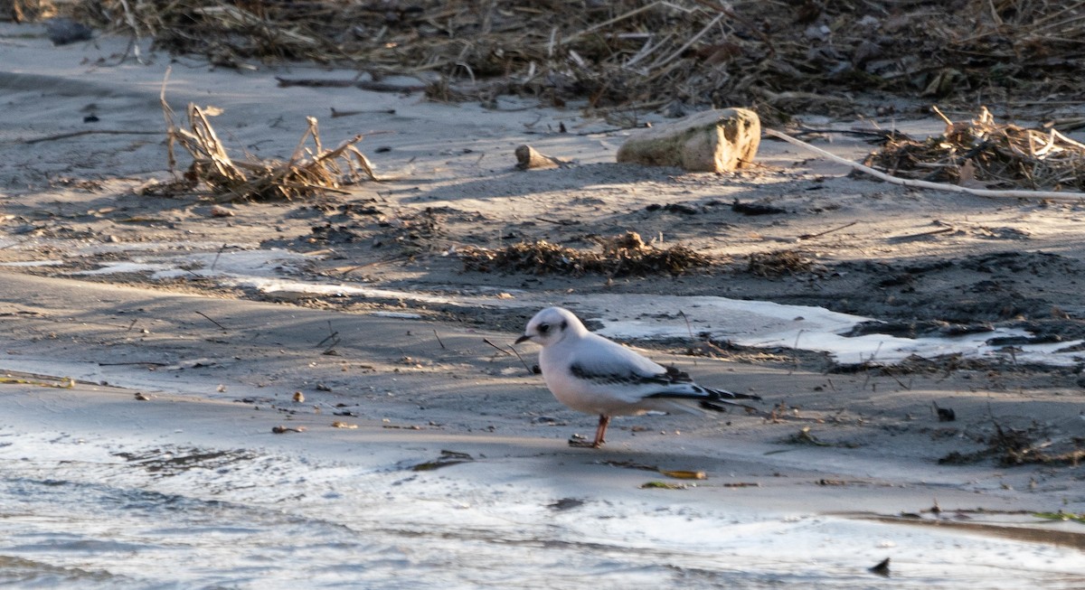 Ross's Gull - ML512818711