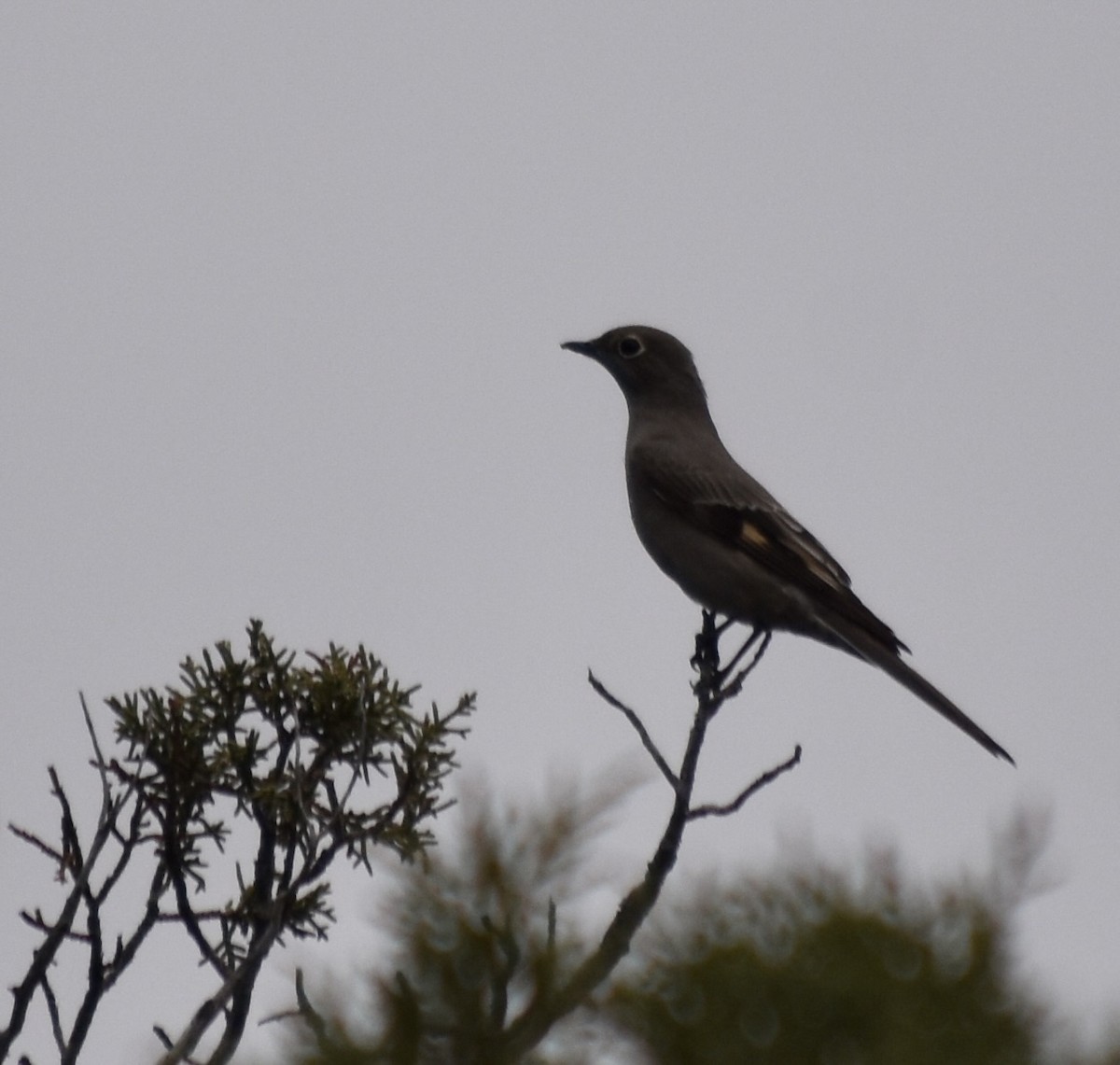 Townsend's Solitaire - ML512818731